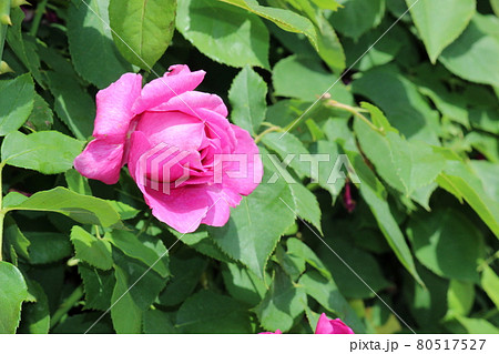 しっとりと赤いバラ　 80517527