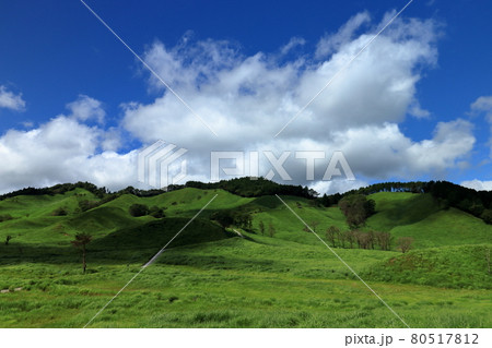 砥峰高原の夏 80517812