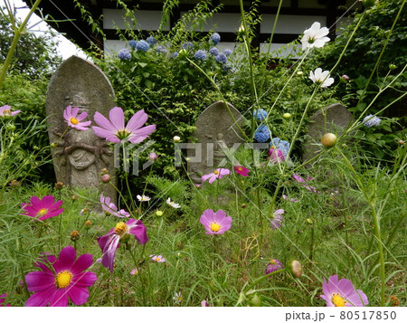 観音様を彩るコスモスと紫陽花・般若寺 観音様を彩るコスモスと紫陽花・般若寺 80517850
