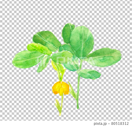 落花生の花【水彩画】白バック コピースペースあり 落花生の花【水彩画】白バック コピースペースあり 80518312