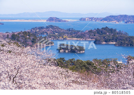 桜越しの松島海岸と福浦橋の風景、宮城県松島町 80518505