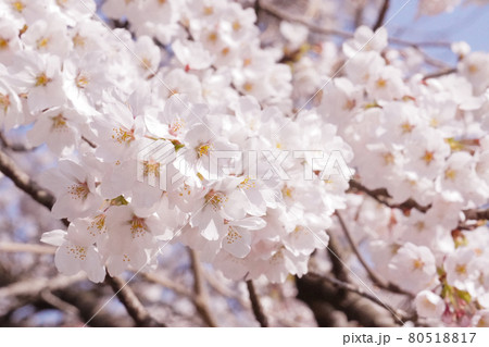 満開の桜のクローズアップ 満開の桜のクローズアップ 80518817