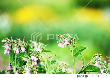 植物　”コンフリー”　ハーブ 80519027