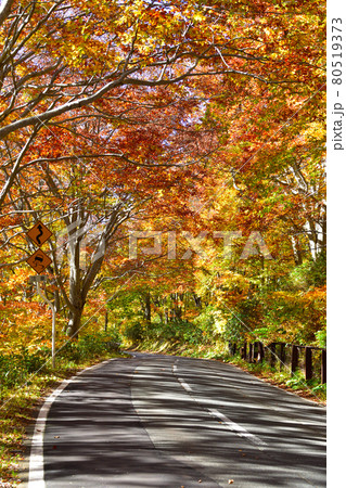 秋　国道102号線 80519373