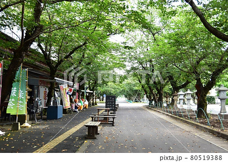 南九州市　知覧平和公園の桜並木と売店 80519388