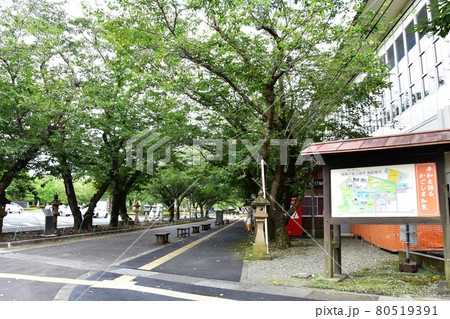 南九州市　知覧平和公園の桜並木と施設案内板 80519391