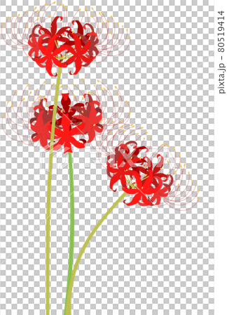 Cluster amaryllis illustration Cluster amaryllis illustration 80519414