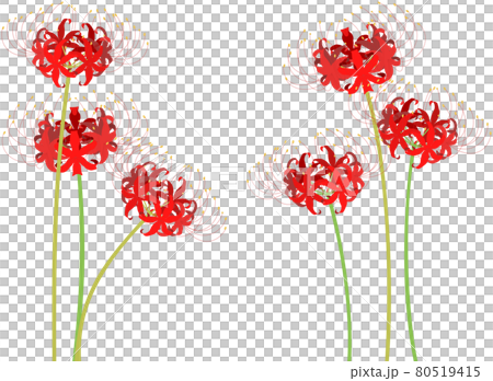 Cluster amaryllis illustration Cluster amaryllis illustration 80519415