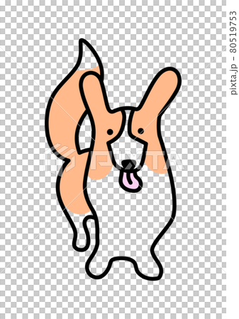 Welsh Corgi Pembroke with tail facing front 80519753