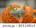 幼虫のカマキリ 80519814
