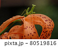 幼虫のカマキリ 80519816