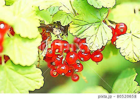 パステル調　”赤すぐりの実　レッドカラント”　イラストイメージ 80520658