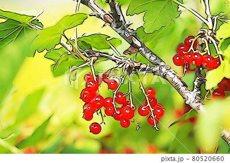 パステル調 ”赤すぐりの実 レッドカラント” イラストイメージ パステル調 ”赤すぐりの実 レッドカラント” イラストイメージ 80520660