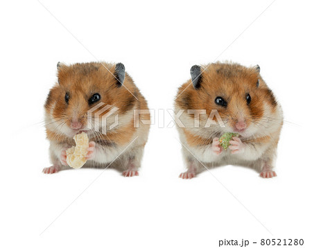 two hamsters greedily eating their food isolated on white background two hamsters greedily eating their food isolated on white background 80521280