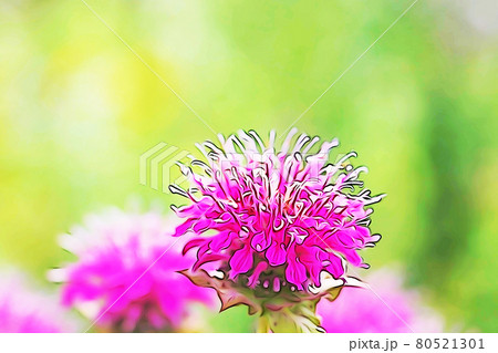 パステル調 ベルガモット イラストイメージのイラスト素材