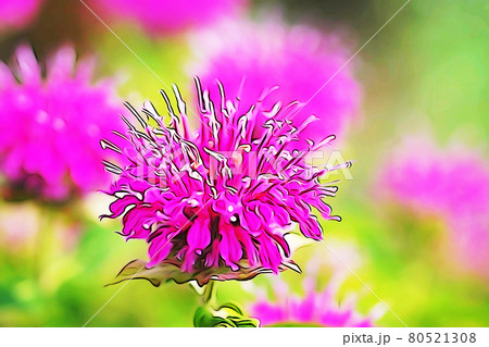 パステル調 ””ベルガモット” イラストイメージ パステル調 ””ベルガモット” イラストイメージ 80521308