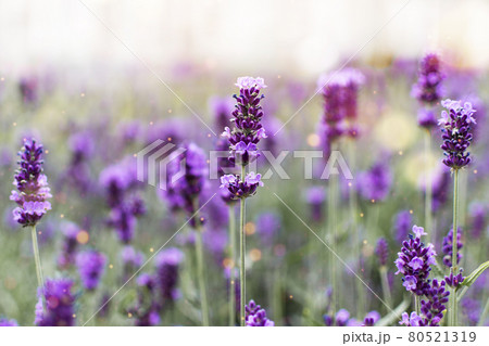 Lavender flowers at sunlight. Lavender field wallpaper. Lavender flowers at sunlight. Lavender field wallpaper. 80521319