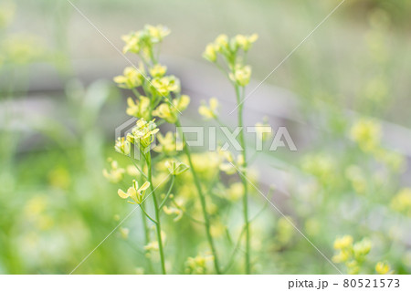Chinese Mustard yellow flower in garden 80521573