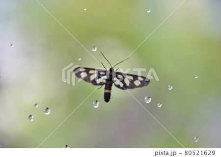 窓ガラスに留まるトンボエダシャク 80521629