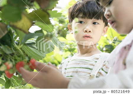 Asian girl and boy experiencing strawberry farm, learning nature Asian girl and boy experiencing strawberry farm, learning nature 80521649