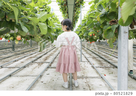 back of Asian girl in strawberry farm back of Asian girl in strawberry farm 80521829