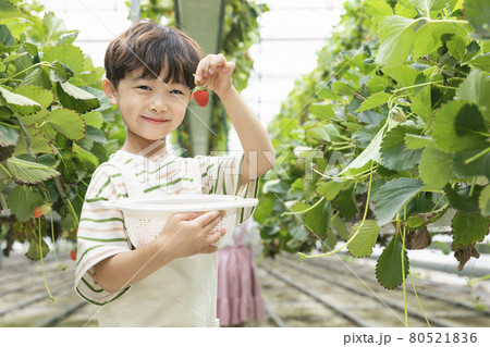happy Asian boy with strawberry in farm 80521836