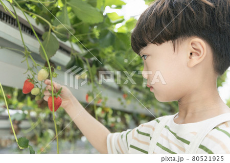Asian boy picking strawberries in strawberry farm Asian boy picking strawberries in strawberry farm 80521925