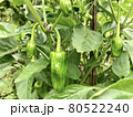 ピーマン畑 80522240