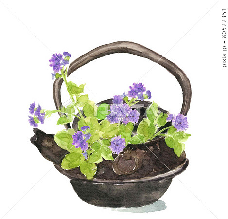 急須に活けたカッコウアザミ【水彩画】白バック 素材 急須に活けたカッコウアザミ【水彩画】白バック 素材 80522351