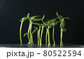 Growing plants, sprouts germination on dark background 80522594