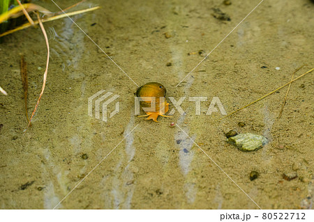 ジャンボタニシ 80522712