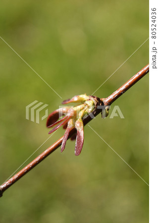 Silver maple 80524036