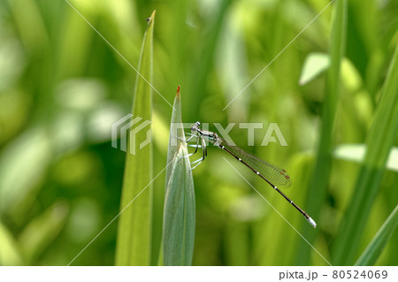 モノサシトンボ モノサシトンボ 80524069
