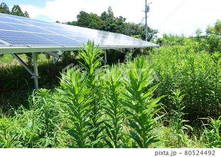 雑草が生い茂った太陽光発電所 80524492