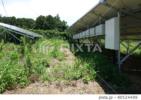 雑草が生い茂った太陽光発電所 80524499