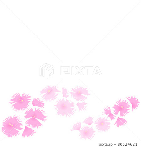 ナデシコ 花のベクターイラスト のイラスト素材