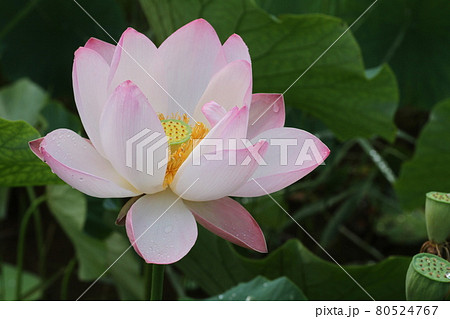 夏の朝に咲く、ハスの花 80524767