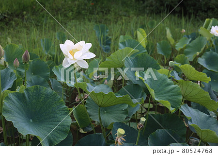 夏の朝に咲く、ハスの花 夏の朝に咲く、ハスの花 80524768