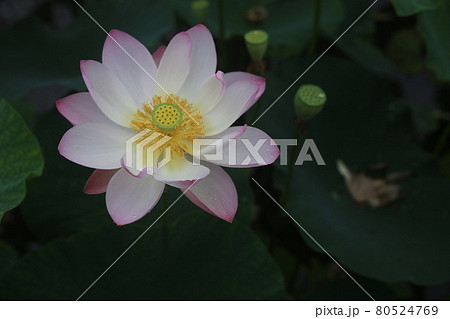 夏の朝に咲く ハスの花の写真素材