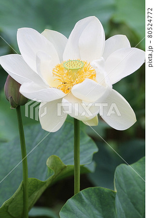 夏の朝に咲く、ハスの花 夏の朝に咲く、ハスの花 80524772