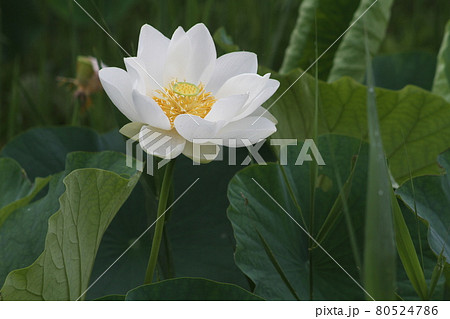 夏の朝に咲く ハスの花の写真素材