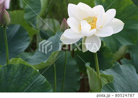 夏の朝に咲く ハスの花の写真素材