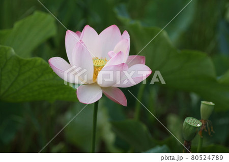 夏の朝に咲く、ハスの花 夏の朝に咲く、ハスの花 80524789
