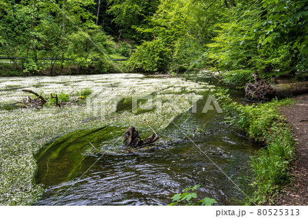 Flowering plant of the river water-crowfoot, Ranunculus fluitans at Leutstetten, Bavaria in Germany Flowering plant of the river water-crowfoot, Ranunculus fluitans at Leutstetten, Bavaria in Germany 80525313