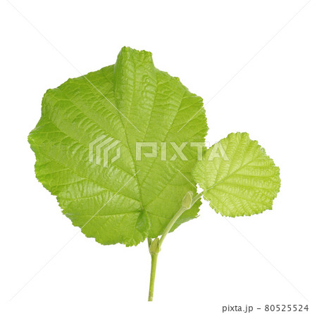 Green hazelnut leaves isolated on white background. Fresh green hazel leaf. Green hazelnut leaves isolated on white background. Fresh green hazel leaf. 80525524