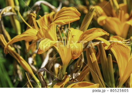 Summer Landscape Background with many Yellow Flowers Summer Landscape Background with many Yellow Flowers 80525605