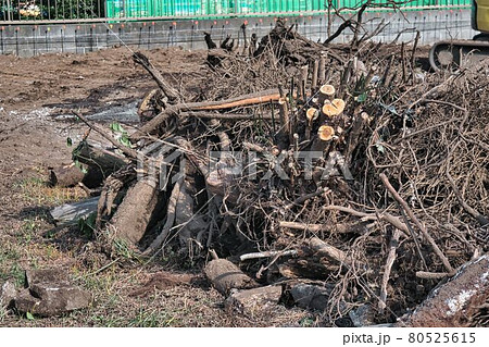 工事現場の抜根作業 80525615