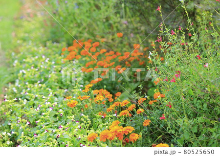 馬見丘陵公園 満開のひまわりと夏の花々 馬見丘陵公園 満開のひまわりと夏の花々 80525650