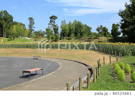 馬見丘陵公園　満開のひまわりと夏の花々 80525661