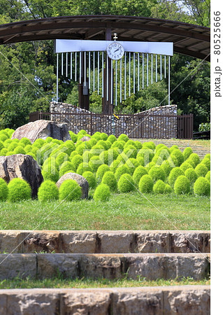馬見丘陵公園　満開のひまわりと夏の花々 80525666